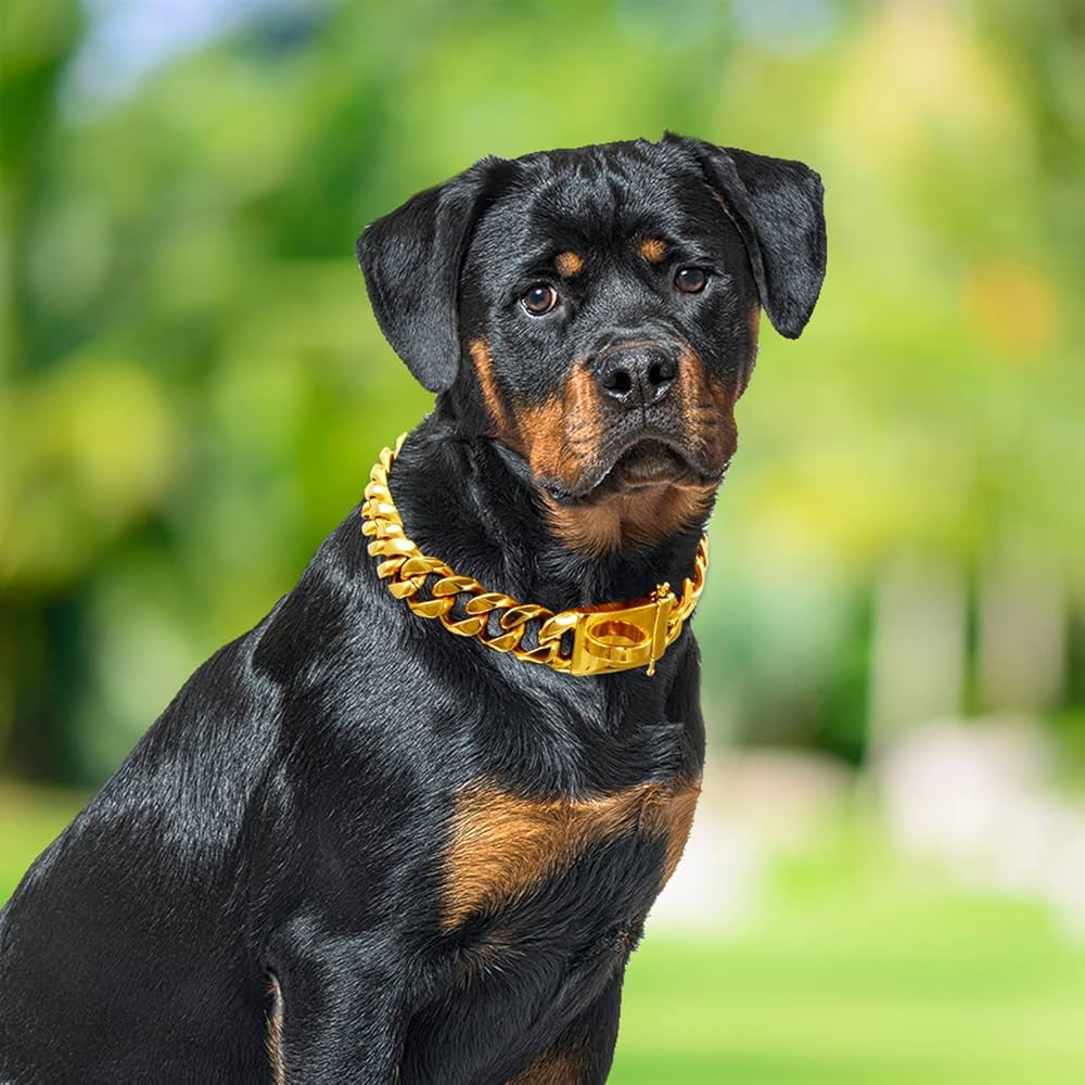 Gold Chain Dog Collar (16